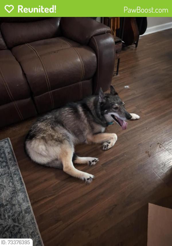 Reunited Female Dog last seen Mission and Fred George, Tallahassee, FL 32303