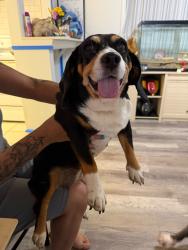 Reunited Female Dog last seen Scholar dr Lawrenceville, Lawrenceville, GA 30044