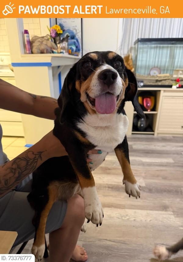 Found/Stray Female Dog last seen Scholar dr Lawrenceville, Lawrenceville, GA 30044