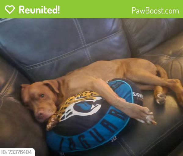 Reunited Male Dog last seen Near Gano Ave, Orange Park, FL 32073