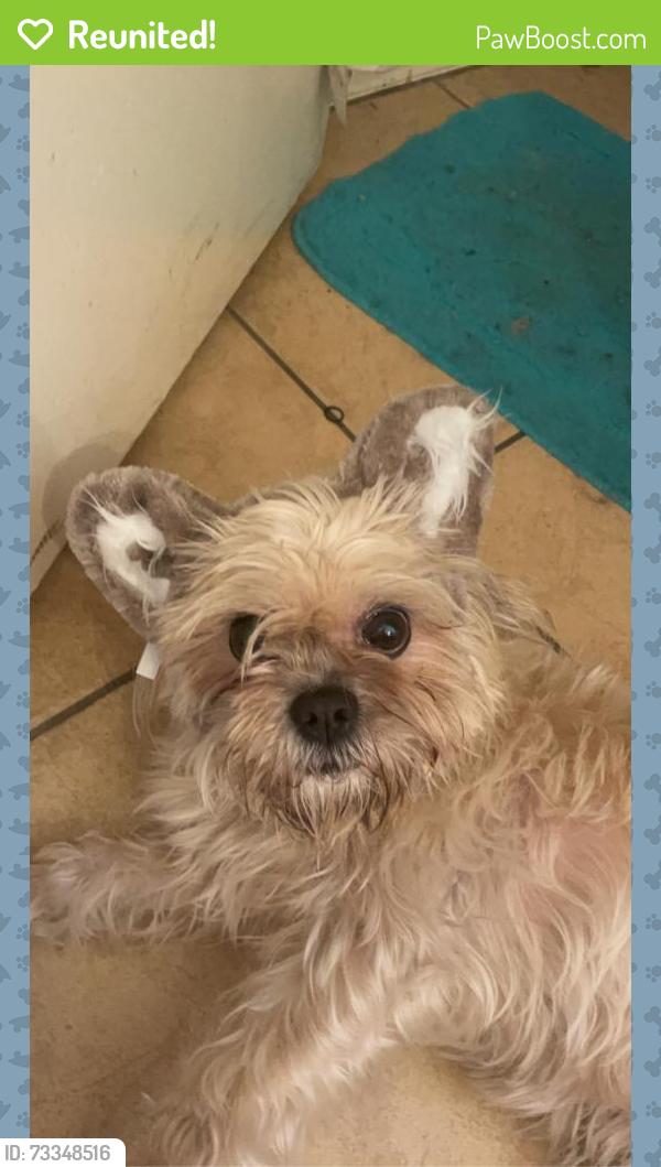 Reunited Female Dog last seen Near n 82nd ln., Peoria, AZ 85345