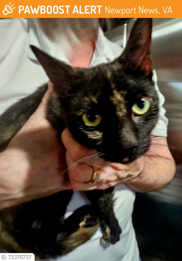 Found/Stray Unknown Cat last seen Menchville Road by Jenkins School, Newport News, VA 23602