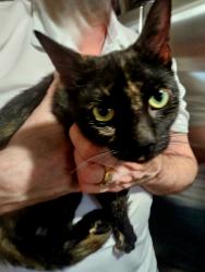 Found/Stray Unknown Cat last seen Menchville Road by Jenkins School, Newport News, VA 23602