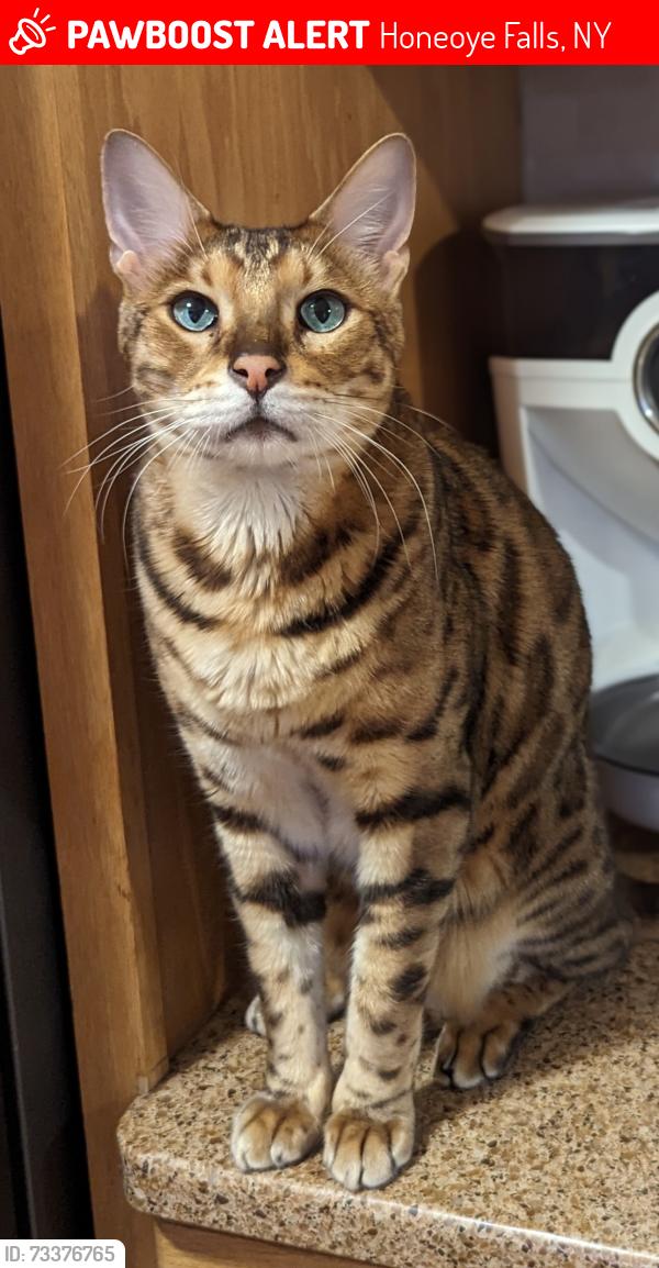 Lost Male Cat last seen Cheese Factory Rd and Chamberlain Rd, Honeoye Falls, NY 14472