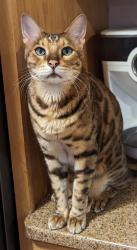 Lost Male Cat last seen Cheese Factory Rd and Chamberlain Rd, Honeoye Falls, NY 14472