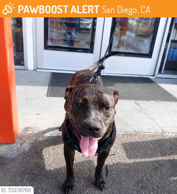 Found/Stray Male Dog last seen Near gas station, San Diego, CA 92114