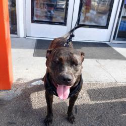 Found/Stray Male Dog last seen Near gas station, San Diego, CA 92114