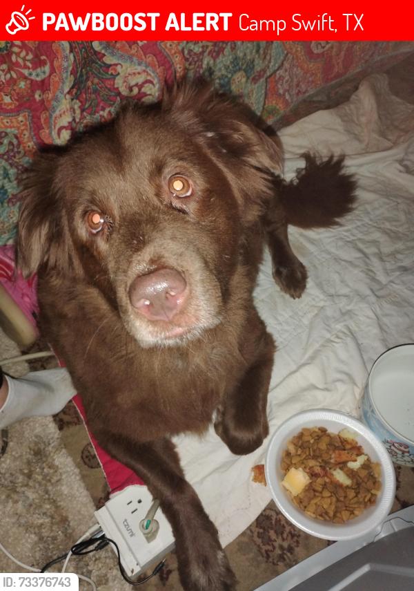 Lost Female Dog last seen Cool water Pershing BASTROP animal shelter, Camp Swift, TX 78602
