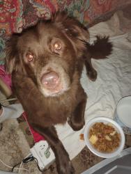 Lost Female Dog last seen Cool water Pershing BASTROP animal shelter, Camp Swift, TX 78602