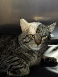 Shelter Stray Unknown Cat last seen Woodcreek Oaks Blvd & Pleasant Grove Blvd, Roseville City, CA, 200 Tahoe Ave, Roseville, CA 95678, USA