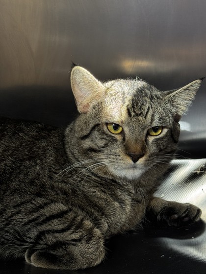Shelter Stray Unknown Cat last seen Woodcreek Oaks Blvd & Pleasant Grove Blvd, Roseville City, CA, 200 Tahoe Ave, Roseville, CA 95678, USA