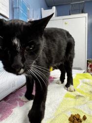 Shelter Stray Male Cat last seen GALLERIA BL & ROSEVILLE PW, Roseville City, CA, 200 Tahoe Ave, Roseville, CA 95678, USA