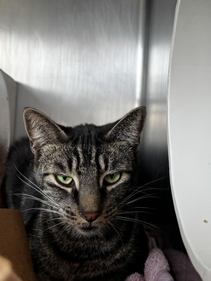 Shelter Stray Male Cat last seen CRATER LAKE DR & CENTRAL PARK DR, Roseville City, CA, 200 Tahoe Ave, Roseville, CA 95678, USA
