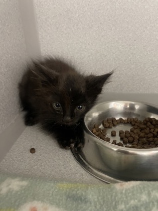Shelter Stray Male Cat last seen Olsen Dr at Grayson Way, Rancho Cordova, CA, 6201 Florin Perkins Rd, Sacramento, CA 95828, USA