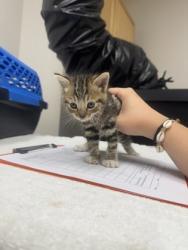 Shelter Stray Female Cat last seen Near 6TH PKWY, Sacramento County, CA, 6201 Florin Perkins Rd, Sacramento, CA 95828, USA