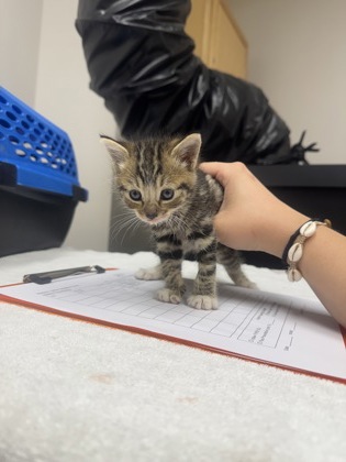 Shelter Stray Female Cat last seen Near 6TH PKWY, Sacramento County, CA, 6201 Florin Perkins Rd, Sacramento, CA 95828, USA