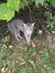 Found/Stray Unknown Cat last seen Lindbergh Blvd, Hazelwood, MO 63042
