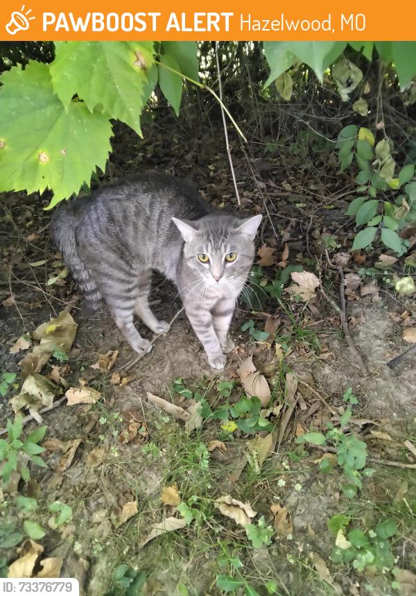 Found/Stray Unknown Cat last seen Lindbergh Blvd, Hazelwood, MO 63042