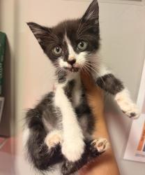 Shelter Stray Female Cat last seen Baldwin, OAKLAND, CA, 94621, 8323 Baldwin St, Oakland, CA 94621, USA