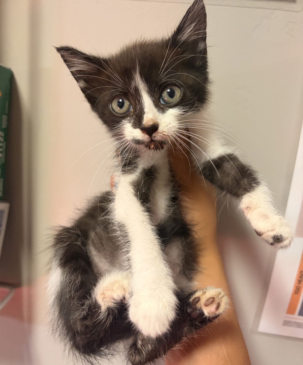 Shelter Stray Female Cat last seen Baldwin, OAKLAND, CA, 94621, 8323 Baldwin St, Oakland, CA 94621, USA