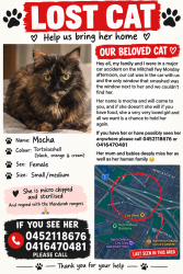 Reunited Female Cat last seen On the fwy as we were in a car mishap, South Perth, WA 6151