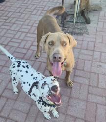 Reunited Unknown Dog last seen 9th and Sultana, Hesperia, CA 92345