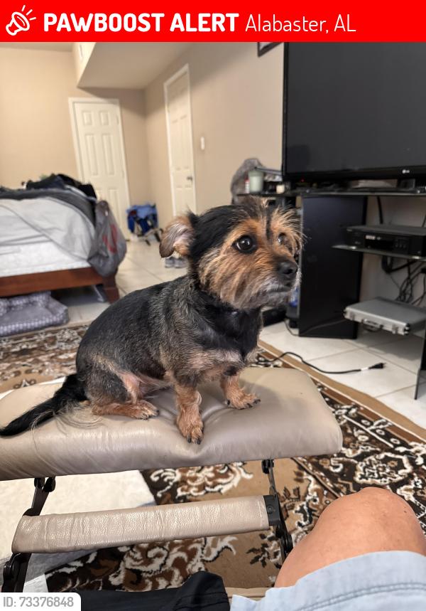 Lost Female Dog last seen Navajo Trl, Alabaster, AL 35007