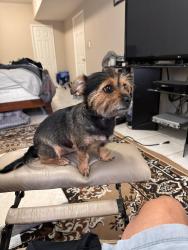 Lost Female Dog last seen Navajo Trl, Alabaster, AL 35007