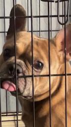 Reunited Male Dog last seen 59th n broadway, Phoenix, AZ 85043