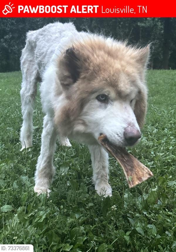 Lost Male Dog last seen Near his hse, Louisville, TN 37777