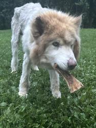 Lost Male Dog last seen Near his hse, Louisville, TN 37777