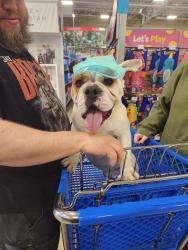 Lost Male Dog last seen Mateo’s, Waynesboro, PA 17268