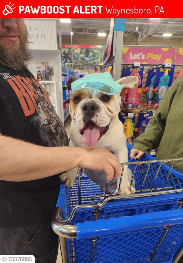 Lost Male Dog last seen Mateo’s, Waynesboro, PA 17268