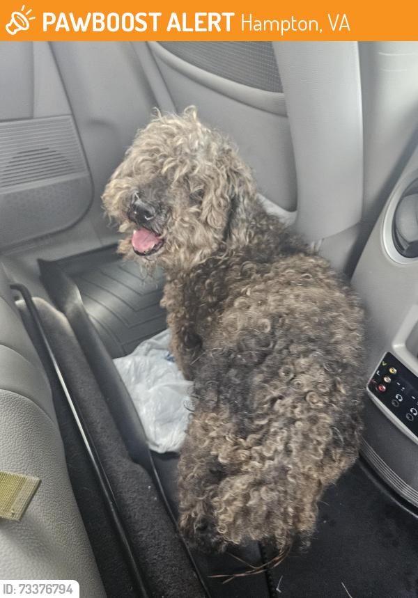 Found/Stray Male Dog last seen Hampton club dr, Hampton, VA 23666