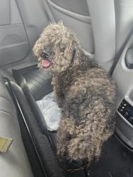 Found/Stray Male Dog last seen Hampton club dr, Hampton, VA 23666