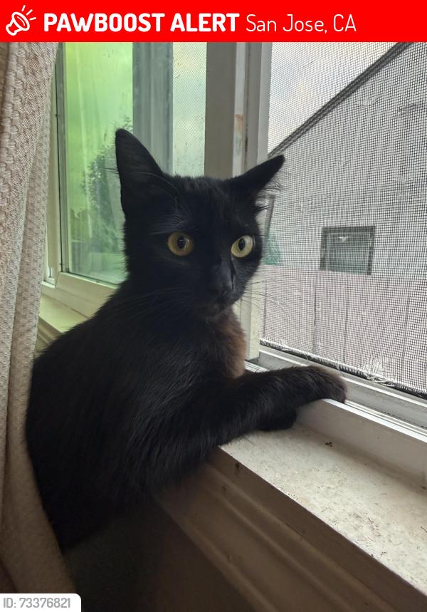 Lost Female Cat last seen Near vine st San Jose ca 95110, San Jose, CA 95110