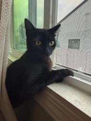 Lost Female Cat last seen Near vine st San Jose ca 95110, San Jose, CA 95110