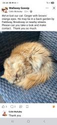 Lost Male Cat last seen Brookway, fieldway, broadway, Merseyside, England CH45 4SG