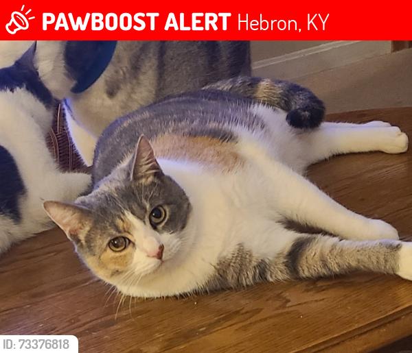 Lost Female Cat last seen Hannah Jo Ct and Shamu, off of Petersburg Rd., Hebron, KY 41048