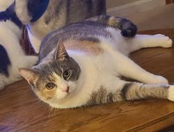 Lost Female Cat last seen Hannah Jo Ct and Shamu, off of Petersburg Rd., Hebron, KY 41048