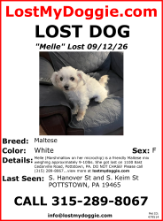 Lost Female Dog last seen s Hanover street and S keim street, Pottstown, PA 19465
