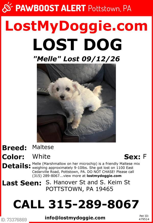 Lost Female Dog last seen s Hanover street and S keim street, Pottstown, PA 19465