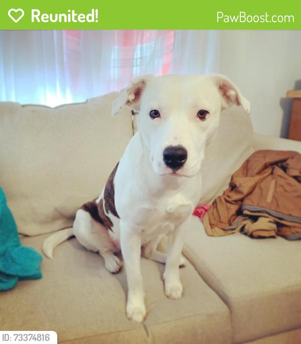 Reunited Female Dog last seen Darlene Ln and Center St, Arlington, TX 76010
