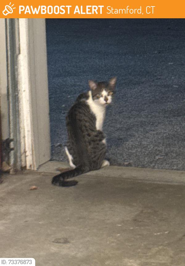 Found/Stray Male Cat last seen Highview, Stamford, CT 06907