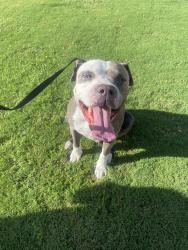 Reunited Male Dog last seen Fairhaven/Prospect, Santa Ana, CA 92705
