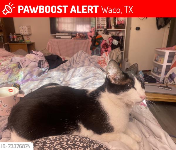 Lost Female Cat last seen Near Wooded Crest Drive, Waco, TX 76712