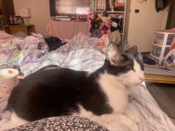 Lost Female Cat last seen Near Wooded Crest Drive, Waco, TX 76712