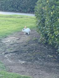 Found/Stray Unknown Rabbit last seen Rancho Hills apmt, Vista, CA 92081