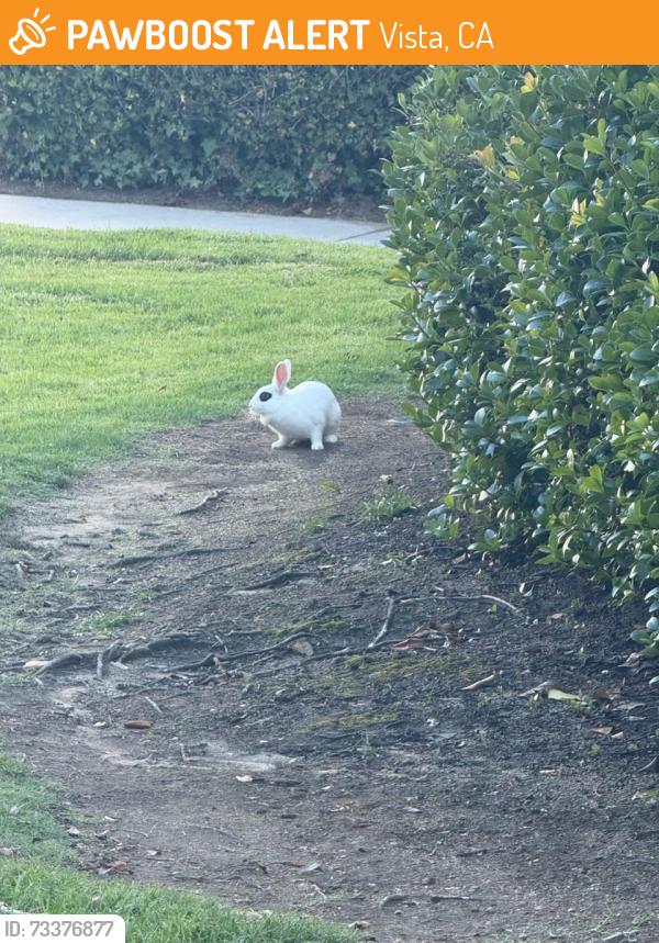 Found/Stray Unknown Rabbit last seen Rancho Hills apmt, Vista, CA 92081