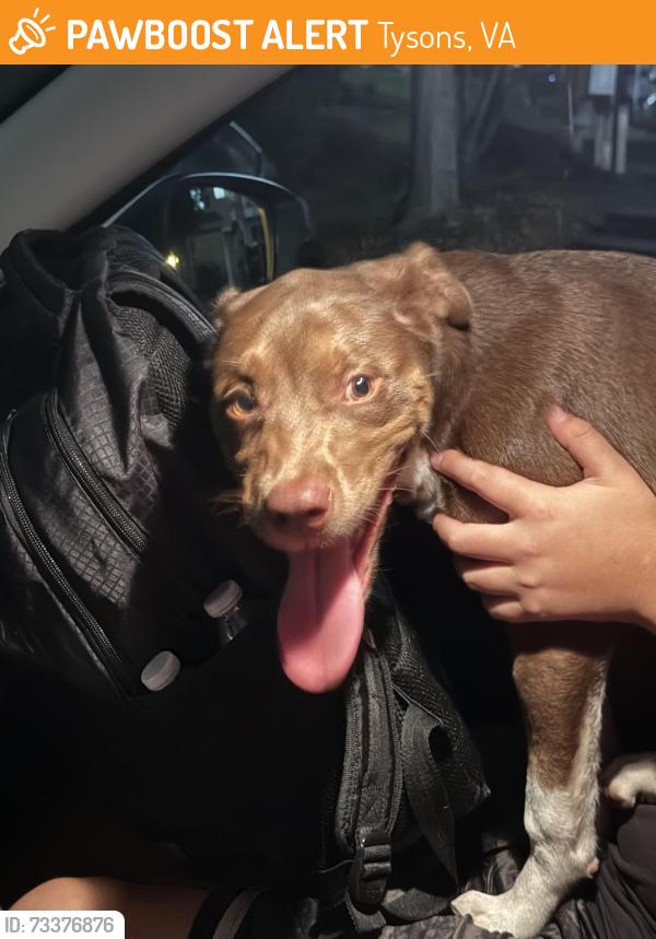 Found/Stray Female Dog last seen Amethyst Dr, McLean VA, Tysons, VA 22102